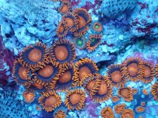 画像2: No.7 フィジー産 マメスナギンチャク (2)