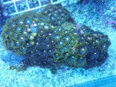 画像1: No.8 ベトナム産 マメスナギンチャク (1)