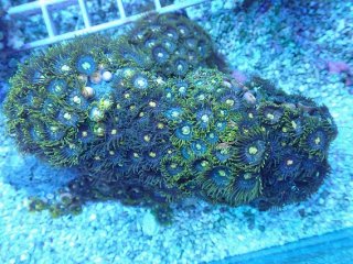 バイタルウェーブ2 アンバー 1つ を買うならアクアスタイルユー 海水