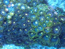 画像2: No.8 ベトナム産 マメスナギンチャク (2)