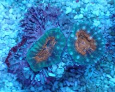 画像1: No.1 マルハナガタサンゴ ツートン (1)