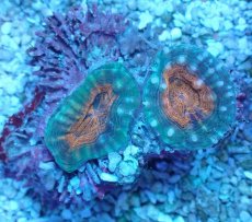 画像2: No.1 マルハナガタサンゴ ツートン (2)