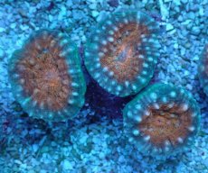 画像1: No.2 マルハナガタサンゴ ツートン (1)