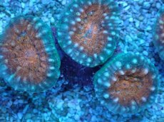 画像2: No.2 マルハナガタサンゴ ツートン (2)