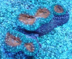 画像1: No.3 マルハナガタサンゴ ツートン (1)