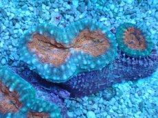 画像2: No.3 マルハナガタサンゴ ツートン (2)