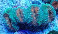 画像1: No.4 マルハナガタサンゴ ツートン (1)