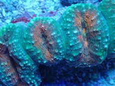 画像2: No.4 マルハナガタサンゴ ツートン (2)