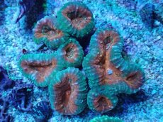 画像1: No.5 マルハナガタサンゴ ツートン (1)