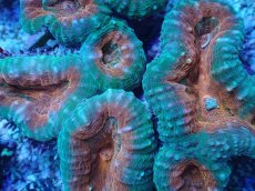 画像2: No.5 マルハナガタサンゴ ツートン (2)