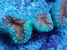 画像2: No.6 マルハナガタサンゴ ツートン (2)