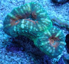 画像1: No.7 マルハナガタサンゴ ツートン (1)