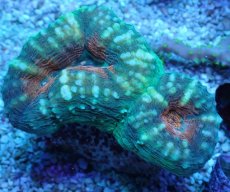 画像2: No.7 マルハナガタサンゴ ツートン (2)