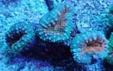 画像1: No.8 マルハナガタサンゴ ツートン (1)