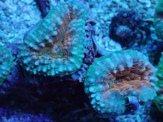 画像2: No.8 マルハナガタサンゴ ツートン (2)