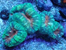 画像1: No.9 マルハナガタサンゴ ツートン (1)