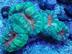 画像2: No.9 マルハナガタサンゴ ツートン (2)