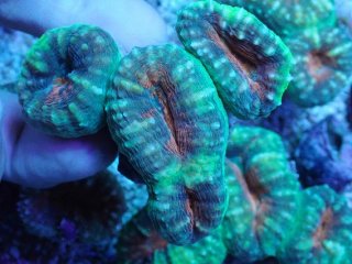 ハナガタサンゴ グリーンツートンL ハナガタ を買うならアクアスタイルユー｜大阪からサンゴを全国に販売