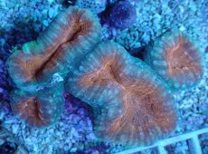 画像1: No.11 マルハナガタサンゴ ツートン (1)