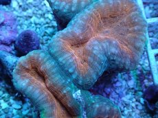 画像2: No.11 マルハナガタサンゴ ツートン (2)