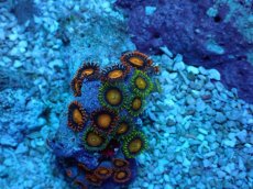 画像1: No.9 フィジー産 マメスナギンチャク (1)