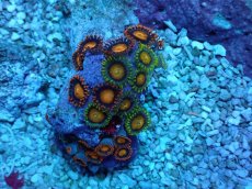 画像2: No.9 フィジー産 マメスナギンチャク (2)