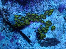 画像1: No.10 フィジー産 マメスナギンチャク (1)