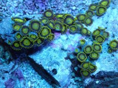 画像2: No.10 フィジー産 マメスナギンチャク (2)