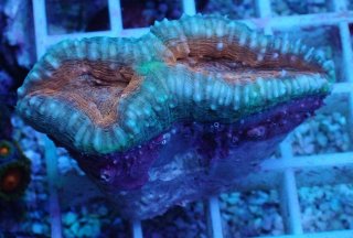 ハナガタサンゴ グリーンツートンL ハナガタ を買うならアクアスタイルユー｜大阪からサンゴを全国に販売