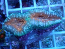 画像2: No.12 マルハナガタサンゴ ツートン (2)