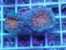 画像1: No.13 マルハナガタサンゴ ツートン (1)