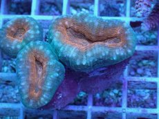 画像1: No.14 マルハナガタサンゴ ツートン (1)