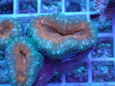 画像2: No.14 マルハナガタサンゴ ツートン (2)