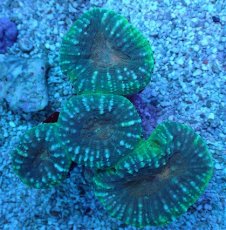 画像1: No.15 マルハナガタサンゴ ツートン (1)