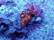 画像2: No.11 フィジー産 マメスナギンチャク (2)