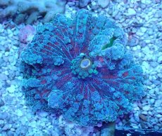 画像1: No.1 沖縄産 バブルディスクコーラル (1)