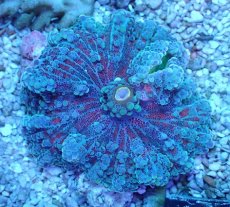 画像2: No.1 沖縄産 バブルディスクコーラル (2)