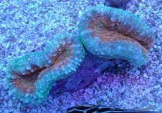 画像1: No.16 マルハナガタサンゴ ツートン (1)