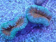 画像2: No.16 マルハナガタサンゴ ツートン (2)