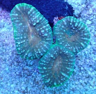 ハナガタサンゴ グリーンツートンL ハナガタ を買うならアクアスタイルユー｜大阪からサンゴを全国に販売