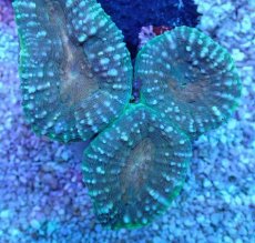 画像2: No.17 マルハナガタサンゴ ツートン (2)