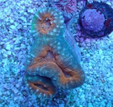 画像1: No.18 マルハナガタサンゴ ツートン (1)