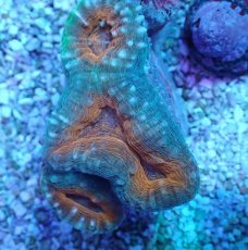 画像2: No.18 マルハナガタサンゴ ツートン (2)