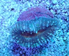 画像1: No.19 マルハナガタサンゴ ツートン (1)