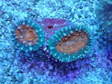 画像1: No.21 マルハナガタサンゴ ツートン (1)