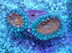 画像2: No.21 マルハナガタサンゴ ツートン (2)