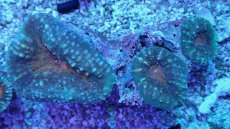 画像1: No.22 マルハナガタサンゴ ツートン (1)