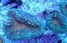 画像2: No.22 マルハナガタサンゴ ツートン (2)