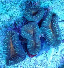 画像1: No.23 マルハナガタサンゴ ツートン (1)