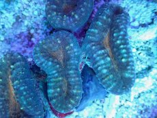 画像2: No.23 マルハナガタサンゴ ツートン (2)